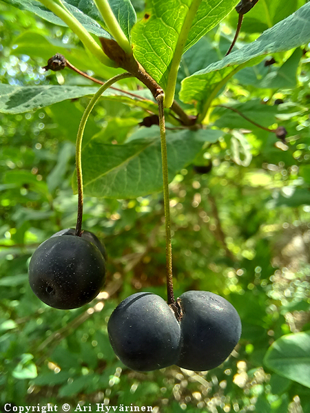 Lonicera nigra, mustakuusama